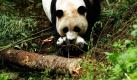 Die in Gefangenschaft aufgezogenen Pandabärin Cao Cao trägt ihr einen Monat altes Baby durch den Hetaoping-Park im chinesischen Wenchuan. Der Park ist eine Übungsbasis für halbwilde Tiere wie die Bärin Cao Cao. Dort sollen die Tiere annähernd so frei leben wie in der Wildnis. Foto: ap