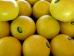 Bittere Grapefruit versüßt den Fettabbau (Foto)