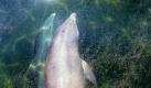 Zwei Delphine schwimmen unter dem Ölteppich vor der US-Küste Louisianas hindurch. Nach dem Sinken der Ölplattform strömt noch immer Öl aus der angebohrten Stelle  eine riesige Stahlkuppe wird heruntergelassen, um das Öl abpumpen zu können. Foto: ap