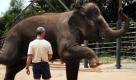 Tierpfleger Steve Blanchard hilft der Elefantenkuh Dokkoon im Zoo von Melbourne bei Gymnastikübungen, die sie auf die Geburt vorbereiten sollen. Der Zoo hat einen deutschen Spezialisten einfliegen lassen, der eine sichere Geburt gewährleisten soll. Elefantenkühe tragen ihren Nachwuchs fast zwei Jahre aus. Foto: dpa