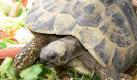 Bevor Schildkröten in die Winterstarre fallen, sollten sie vom Tierarzt untersucht werden. (Bild: Florian Brandes/dpa) Foto: dpa