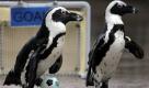 In Japan treten auch Meerestiere gegen den Ball. Jackass-Piguine im Meerespark von Yokohama. Foto: ap