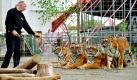 Dompteur Dieter Dittmann vom Circus Probst trainiert in Gießen mit Tigern. Keine elf Wochen nach einem Angriff der Tiere tritt Dittmann wieder mit ihnen in der Manege auf. Im Februar hatte ein bengalischer Tiger Dittmann vor den Augen des Publikums in Solingen angefallen und in die Schulter gebissen. Foto: dpa