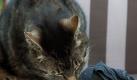 Komm her, du Socke: Machen sich Katzen über solch ungewöhnliches Futter her, kann das Anzeichen einer Krankheit sein. (Bild: Remmers/dpa/tmn) Foto: dpa