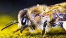 Jede fünfte Honigbiene in Rheinland-Pfalz hat den vergangenen Winter nach Schätzungen von Experten nicht überlebt. Das liege jedoch nicht an der langen Frostperiode, sondern am Schädlingsbefall mit der Varroa-Milbe, so Biologen vom Fachzentrum Bienen und Imkerei in Mayen. Foto: dpa