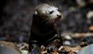 Seltener Nachwuchs im Duisburg: Seit Dezember nennt ein südamerikanisches Riesenotterbaby ein Gehege im Duisburger Zoo sein Zuhause. Erst vier Zoos weltweit gelang die Nachzucht der Otter. Foto: ddp