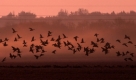 Kanadische Gänse fliegen vor malerischem Himmel über ein Feld in Manitoba, der östlichsten Provinz Kanadas. Foto: ap