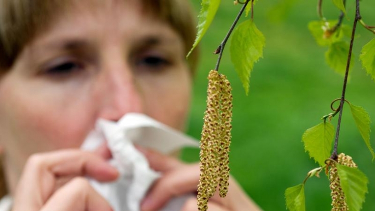 Vor allem Birkenpollen machen vielen Allergikern zu schaffen. Diese sollten ihre Beschwerden nicht auf die leichte Schulter nehmen.