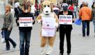 Als Hunde verkleidet protestieren Aktivisten der Tierschutzorganisation People for the Ethical Treatment of Animals (Peta) in Rostock gegen die Züchtung von Rassehunden. Dafür halten sie Plakate mit der Aufschrift Massenzucht stoppen, Rassenwahn - Falsch bei Menschen - Falsch bei Tieren und Ich bin kein Modeaccessoire in den Händen. Anlass der Aktion ist die 7. Internationale Rassehunde-Ausstellung, die Samstag in der Hanse-Messe in Rostock eröffnet wird. Foto: dapd
