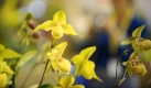 Orchideen blühen auf der Orchideenschau in der Messe Dresden. An der bis Sonntag stattfindenden Schau beteiligen sich rund 100 Aussteller aus 25 Ländern. Zeitgleich findet in der Messe Dresden auch der Europäische Orchideenkongress statt. Foto: ddp