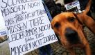 Der Hund eines Demonstranten beobachtet vor dem Landwirtschaftsministerium in Hannover während einer Mahnwache das Treiben des Fotografen. Mit einer zweistündigen Mahnwache haben 50 Tierschützer gegen den Bau des geplanten Geflügelschlachthofs in Wietze und die Errichtung von Mastanlagen im Großraum Celle protestiert. Foto: dpa