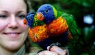Die Rangerin Nicole Bruslund hält im Vogelpark Walsrode zwei kleine australische Papageien (Loris) auf der Hand. Besucher der Freizeitanlage haben in den kommenden Monaten die Möglichkeit, einen Blick auf die rund 4000 Vögel aus 650 Arten zu werfen. Foto: dpa