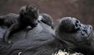 Das Gorillaweibchen Baghira stillt im Tierpark Hellabrunn in München ihr Baby Kajolu . 
 Foto: ap
