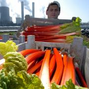 Das tückische Obst ist ein Gemüse