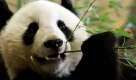 Der zweijährige Panda Fu Long isst Bambus in seinem Gehege im Tiergarten Schönbrunn in Wien.  Fu Long wird in ein anderes Gehege nach China umziehen.  Foto: ap