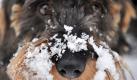 Hunde sind auch im Winter gern draußen. Man sollte sie aber nicht lange vor dem Supermarkt warten lassen. (Bild: Sebastian Konopka/dpa) Foto: dpa