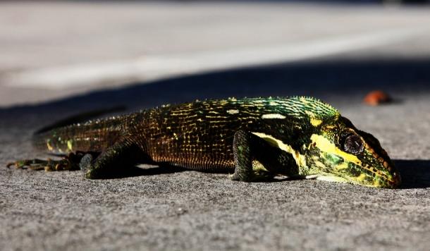 Ein benommener Leguan liegt in Surfside, Florida, auf der Straße, nachdem er vom Baum gefallen ist. Wintertemperaturen um fünf Grad Celsius lassen die Kaltblütler bewegungsunfähig werden. Foto: ap