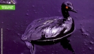 Ein Vorreiter der Schockwerbung war die Modefirma Benetton - hier 1992 mit dem Bild eines ölverschmierten Vogels, ... Foto: Benetton/Steve McCurry, Magnum