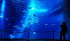 Ein Besucher des Ozeaneums Stralsund fotografiert Fische im Schwarmfischbecken. Die Panorama-Acrylscheibe des Beckens ist rund 80 Quadratmeter groß und 30 Zentimeter dick. In dem neuen Komplex des Deutschen Meeresmuseums können Besucher entlang von Großaquarien in die Geheimnisse der Meere eintauchen. Das Ozeaneum in Stralsund ist Europas Museum des Jahres. Foto: dpa