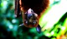 Ein Flughund steckt dem Fotografen im Zoo in Singapur die Zunge heraus. Foto: ap