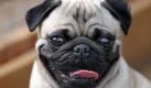 Rassen wie der Mops sind oft überzüchtet. Viele Tiere leiden deswegen unter Problemen mit den Atemwegen. (Bild: Jan Woitas/dpa) Foto: dpa