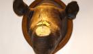 Der gestohlene Nashorn-Kopf mit abgesägtem Horn aus dem Städtischen Museum in Offenburg ist 50 000 Euro wert. Foto: Patrick Seeger Foto: dpa