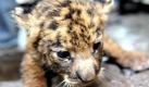 This photo taken on Sunday Sept. 27, 2009, and released by the Xinhua news agency shows a tigon at Hainan Tropical Wildlife Park and Botanical Garden in Haikou in south China's Hainan province. A male Manchurian tiger and a female African lion gave birth to twins tigon here on Sept. 1, 2009, Xinhua said. (AP Photo/Xinhua, Guo Cheng) ** NO SALES ** Foto: ap