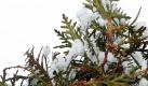 Winterhart ist prinzipiell auch die Zeder, die normalerweise in Höhenlagen wächst - allerdings nur in den milderen Regionen Deutschlands.  Foto: flickr/Robbie W T