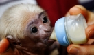 Das vor drei Wochen geborene Gibbonbaby Walli trinkt in den Händen von Ersatzmutter Christina Schneider im Zoo von Schwerin Milch aus der Flasche. Nachdem das Baby nach der Geburt am 4. November von der Mutter nicht angenommen wurde, hat die Frau des Zoodirektors die Aufzucht des Tieres übernommen. Foto: dpa