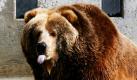 Die Kodiak-Bärin Winnie gönnt sich im Außengehege des Duisburger Zoos ein kühlendes Bad. Die aufkeimende Frühjahrsstimmung ist überall zu spüren, bei den Tieren, den Besuchern und den Zoomitarbeitern, die jetzt nach dem langen Winter alles wieder herrichten müssen.  Foto: dpa