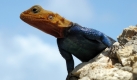 ** CORRECTS SPECIES OF LIZARD ** A male Red Headed Agama, also known as the Red Headed Rock Agama stands on a rock in the Kenyan coastal town of Mombasa, Monday, Oct. 19, 2009. The lizards are a medium-sized lizard growing to lengths of between 13 and 15 inches (33 to 38 centimeters). The males color may change based on it's mood, with aggression often being a cause of the change. (AP Photo/Sayyid Azim) Foto: ap
