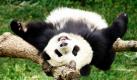 Ein junger Pandabär hat es sich in seinem Gehege im chinesischen Zoo Tai Shan  gemütlich gemacht. Der Pandabär feiert am Sonntag seinen ersten Geburtstag.  Foto: ap