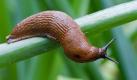Trunkene Schnecken, torkelnde Igel