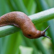 Ungebetener Gast: Die Spanische Wegschnecke ist besonders robust und gefräßig. 