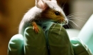 Unser liebstes Versuchskaninchen, die Maus, ist jetzt genetisch komplett entziffert.  Foto: ap