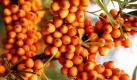 Sanddornbeeren haben einen sehr hohen Vitamin-C-Gehalt. Bis zu 800 Milligramm sind in 100 Gramm Frucht enthalten. Im Handel gibt es Sanddorn in verschiedenen Varianten: ob als Nektar, Fruchtsaft oder in Cocktails. Foto: ddp