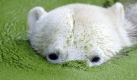Mit der Schnauze unter Wasser schwimmt Eisbär Knut im Berliner Zoo durch die sogenannte Entengrütze. Nach dem Umzug der dreijährige Gianna aus dem Münchner Tierpark Hellabrunn in den Zoologischen Garten Berlin warten die Knut-Fans gespannt auf das erste Zusammentreffen der beiden Bären in der Öffentlichkeit. Foto: dpa