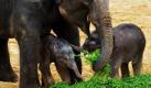 Die asiatische Elefantendame Farina steht im Elefantengehege des Zoos Hannover zusammen mit ihrem Jungen und einem eine Woche alten Mädchen. Beide Jungtiere sind frisch geboren. Foto: ddp