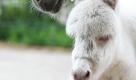 Eselmutter Flöckchen (hinten) steht im Tierpark Greppin in Bitterfeld-Wolfen in ihrem Gehege neben ihrem bisher namenlosen Jungtier, einem sogenannten Barock-Esel. Am Montag (18.07.11) ist das Jungtier imTierpark Greppin zur Welt gekommen. Aufgrund eines Gendefekts ist das Fell bei Barock-Eseln reinweiss. Foto: dapd