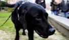 Ein hochspezialisierter Labrador-Spürhund schnüffelt in Kiel nach Spuren im so genannten Waller Babymord. Im Jahr 2005 war am Waller See im Landkreis Gifhorn ein neu geborenes Baby mit durchschnittener Kehle gefunden worden; die Polizei sucht weiterhin nach der Mutter.  Foto: dpa