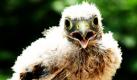 Ein junger Turmfalke wird vor der Evangelischen Johanneskirche in Berlin-Frohnau zum Beringen festgehalten. Mit etwa 180 bis 250 Turmfalkenpaaren leben in Berlin so viele der ursprünglichen Felsbrüter, wie in keiner anderen Stadt. Seit 13. April 2010 kann man die Frohnauer Turmfalken in ihrem Falkenkasten im Kirchturm live im Internet beobachten.  Foto: dpa
