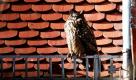 Ein Uhu sitzt auf dem Dach des Märkischen Museums in Berlin. Der vermutlich einzige Uhu Berlins sorgt seit Tagen für Schlagzeilen. Nach Angaben eines Sprechers vom Naturschutzbund habe der eigentlich nachtaktive Vogel tagsüber längere Zeit auf dem Dach des Märkischen Museums gesessen - und dabei vergebens Balzrufe ausgestoßen. Foto: ddp