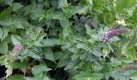 Pfefferminzöl erhöht die Konzentrationsfähigkeit und sorgt für einen freien Kopf. In der Aromamassage angewandt, kann es außerdem Verspannungen lösen und von Kopfschmerzen berfreien. Foto: ddp