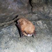 Aus für die Fledermaus? (Foto)