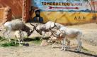 Zwei seltene Addax-Antilopen-Kinder laufen im Zoo Hannover mit den Muttertieren durch das Gehege. Die weißen Wüstenantilopen mit den spiralförmig gedrehten Hörnern sind vom Aussterben bedroht. Mit einem vom Zoo Hannover koordinierten internationalen Auswilderungsprojekt wird versucht, die Antilopenart zu erhalten. Foto: dpa