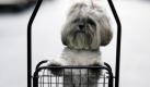 A shih-tzu dog named 'Cookie'stands in a basket to head to a market in Bangkok Thursday, Aug. 12, 2010. (AP Photo/Sakchai Lalit) Foto: ap