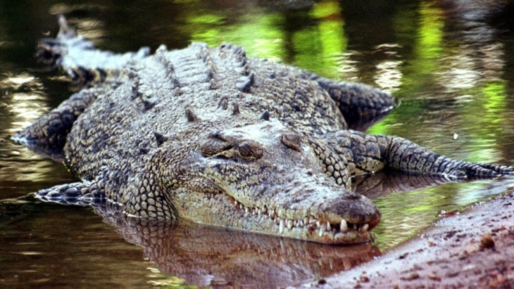 Salzwasserkrokodile können bis zu sieben Meter lang werden.