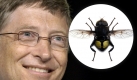 Eine Fliege, die in den bergigen Waldregionen Costa Ricas vorkommt: Was läge näher als sie nach Bill Gates zu benennen? Eristalis gatesi. Foto: wikipedia, dpa