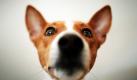 Ein Basenji schnuppert neugierig an der Kamera. Die afrikanische Hunderasse scheint der Traum aller Hundbesitzer: Bellt wenig, stinkt selten und haart kaum. Foto: dpa