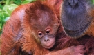 Der Zoo von Perth hat Nachwuchs bekommen. Die kleine Affendame ist vier Wochen alt und gehört zu den gefährdeten Sumatra Orang Utans. Foto: ap